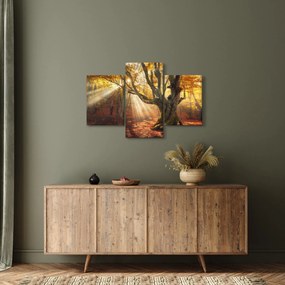 Obraz - Jesenný svit (90x60 cm)