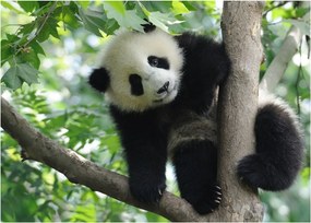 Obraz - Panda na strome (70x50 cm)