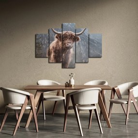 Obraz - Highlander krava (150x105 cm)