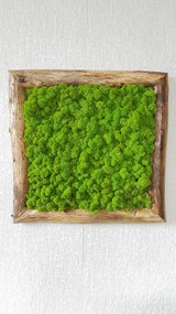 Machový obraz v masívnom ráme: 50cm x 50cm