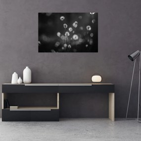 Obraz - Cottongrass na lúke (90x60 cm)