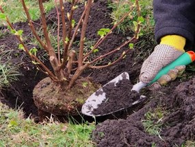 Verk 11424 Záhradná lopatka na presádzanie rastlín