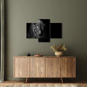 Obraz divokého tigra (90x60 cm)