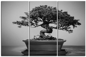 Obraz na plátne - Bonsai 1244QB (120x80 cm)