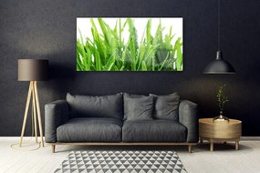 Obraz na akrylátovom skle Tráva rastlina 120x60 cm
