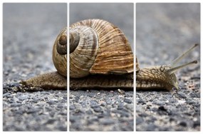 Ulita slimáka, obraz na stenu