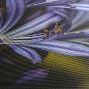 Obraz - Lila (70x50 cm)