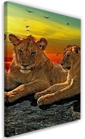 Obraz na plátně Lvi Afrika Zvířata - 70x100 cm