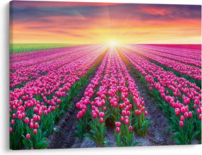 Obraz poľa tulipánov so slnkom (70x50 cm)
