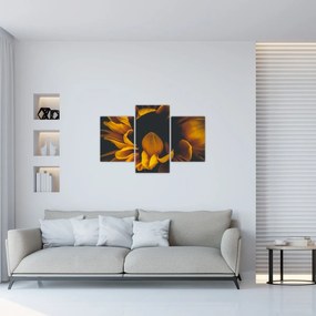 Obraz - Slnečnica v čiernom pozadí (90x60 cm)