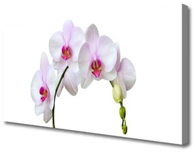 Obraz Canvas Vstavač orchidea kvety 100x50 cm