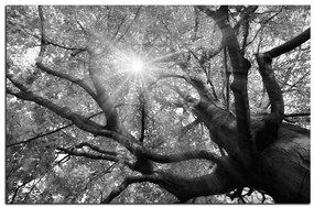Obraz na plátne - Slnko cez vetvi stromu 1240QA (100x70 cm)