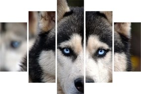 Obraz psa husky (150x105 cm)