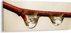 Obraz kvapiek na vetve (120x50 cm)