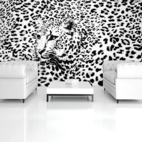 Fototapeta - Čiernobiela - gepard (254x184 cm)