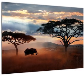 Sklenený obraz - Národný park Serengeti, Tanzánia, Afrika (70x50 cm)