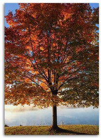 Obraz na plátně Strom Podzimní listí - 60x90 cm