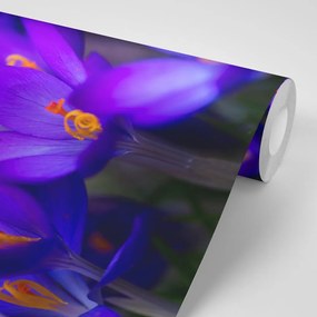 Jedinečná fototapeta pôvabné kvety šafránu