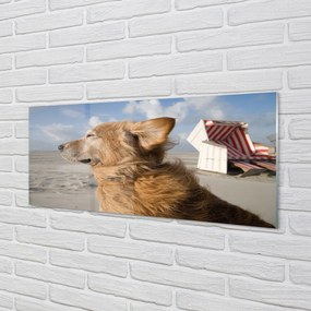 Obraz na akrylátovom skle Hnedý pes beach 120x60 cm