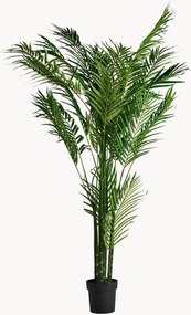 Rastlinná dekorácia Palmera