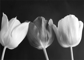 Sklenený obraz - Čiernobiele kvety tulipánov (70x50 cm)