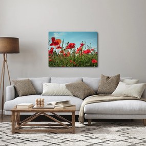 Obraz - Na poli vlčích makov (70x50 cm)