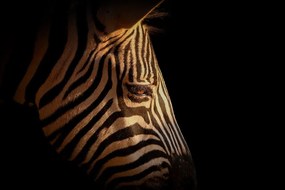 Samolepiaca fototapeta portrét zebry