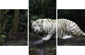 Obraz - Tiger albín (90x60 cm)