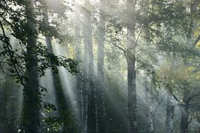 Fototapeta slnečné lúče v hmlistom lese - 450x300