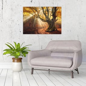 Obraz - Jesenný svit (70x50 cm)