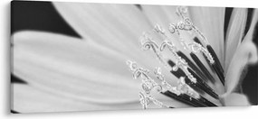 Obraz - Čiernobiely kvet (120x50 cm)
