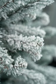 Limpol Jedľa Eliza 1,80 m zasnežená