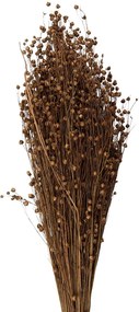 Béžová kytica sušený ľan - 60 cm (100 gr)
