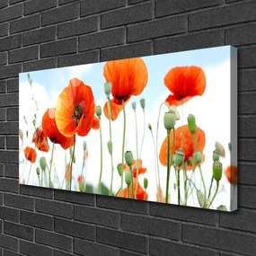 Obraz Canvas Kvety maky lúka pole príroda 120x60 cm