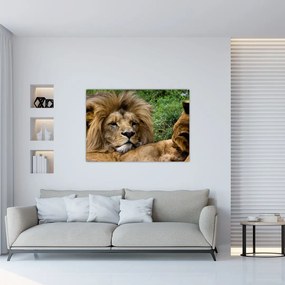 Obraz - lev