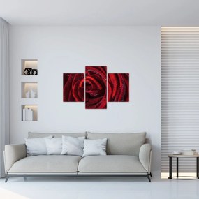 Obraz - Červená ruža s kvapkami rosy (90x60 cm)