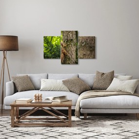 Obraz - Veverička (90x60 cm)