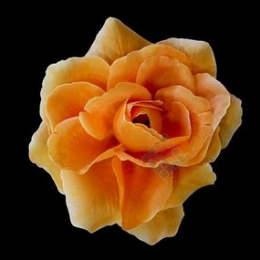 Schetelig Ruža francúzska, hlava 13 cm, Violet