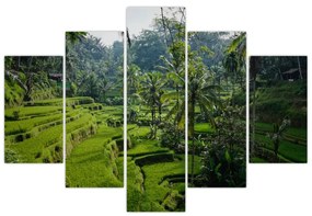 Obraz ryžových terás Tegalalang, Bali (150x105 cm)