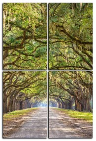 Obraz na plátne - Historické dubové stromy lemované poľnou cestou - obdĺžnik 7239E (120x80 cm)