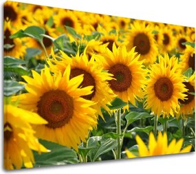 Obraz na stenu ŽLTÉ KVETY_168-11