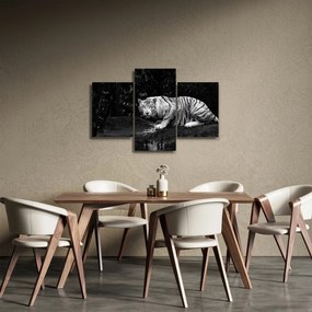 Obraz - Tiger albín, čiernobiely (90x60 cm)