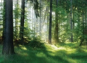 Manufakturer -  Tapeta Forest well-being
