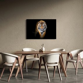 Obraz - Tiger (90x60 cm)