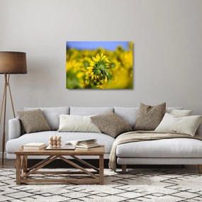 Sklenený obraz slnečnice (70x50 cm)