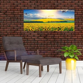 Obraz - Pole slnečníc (120x50 cm)