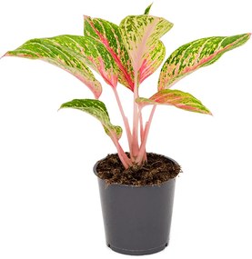 Aglaonema cocomelon 12x35 cm