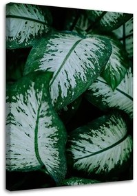Obraz na plátně, Zelené listy Přírodní rostlina - 60x90 cm