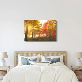 Obraz jesenných stromov (90x60 cm)