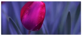 Obraz pupete tulipánu (120x50 cm)